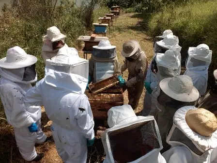 Dia do Apicultor: veja a importância das abelhas para a produção de alimentos e preservação ambiental